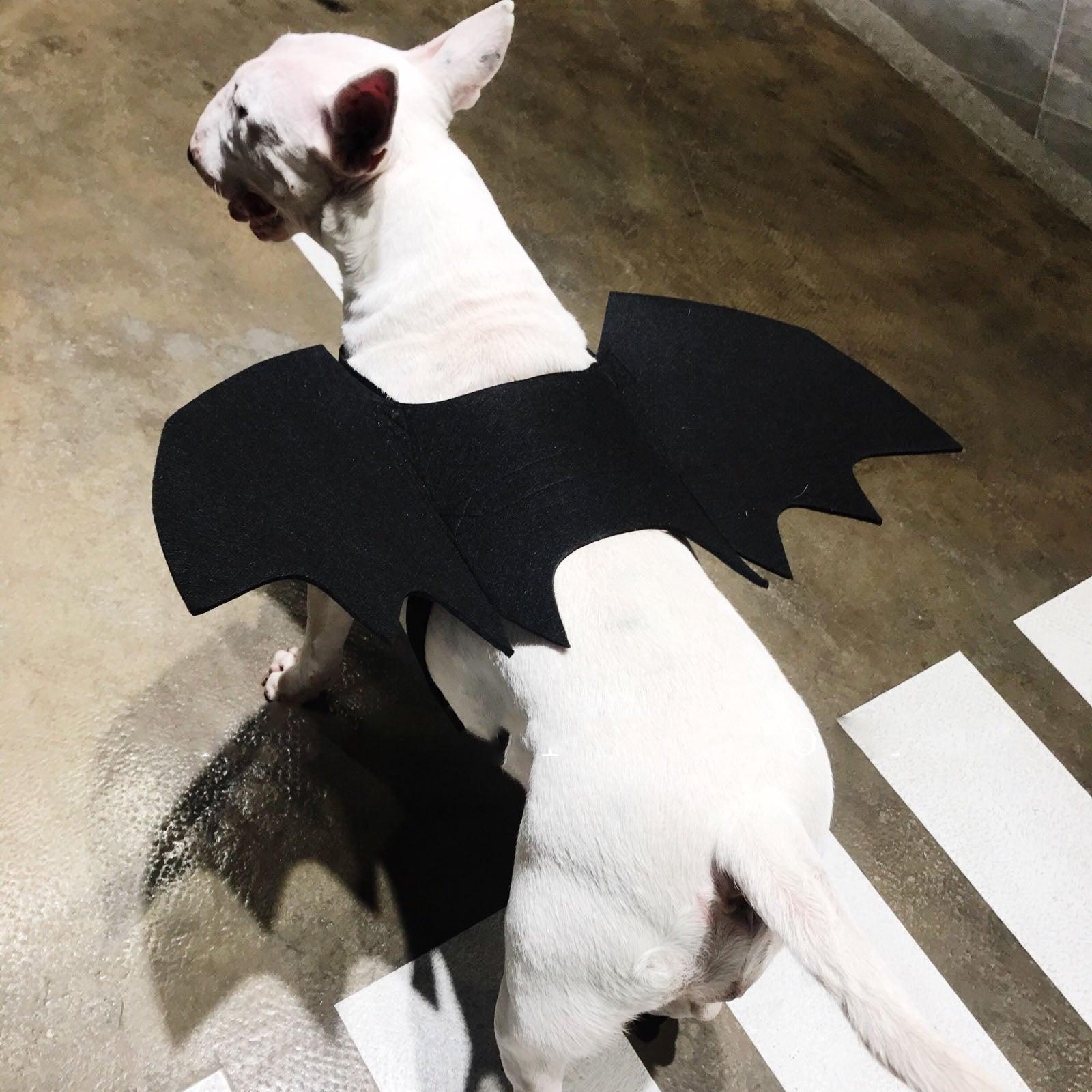 Pet Winged Canine Couture