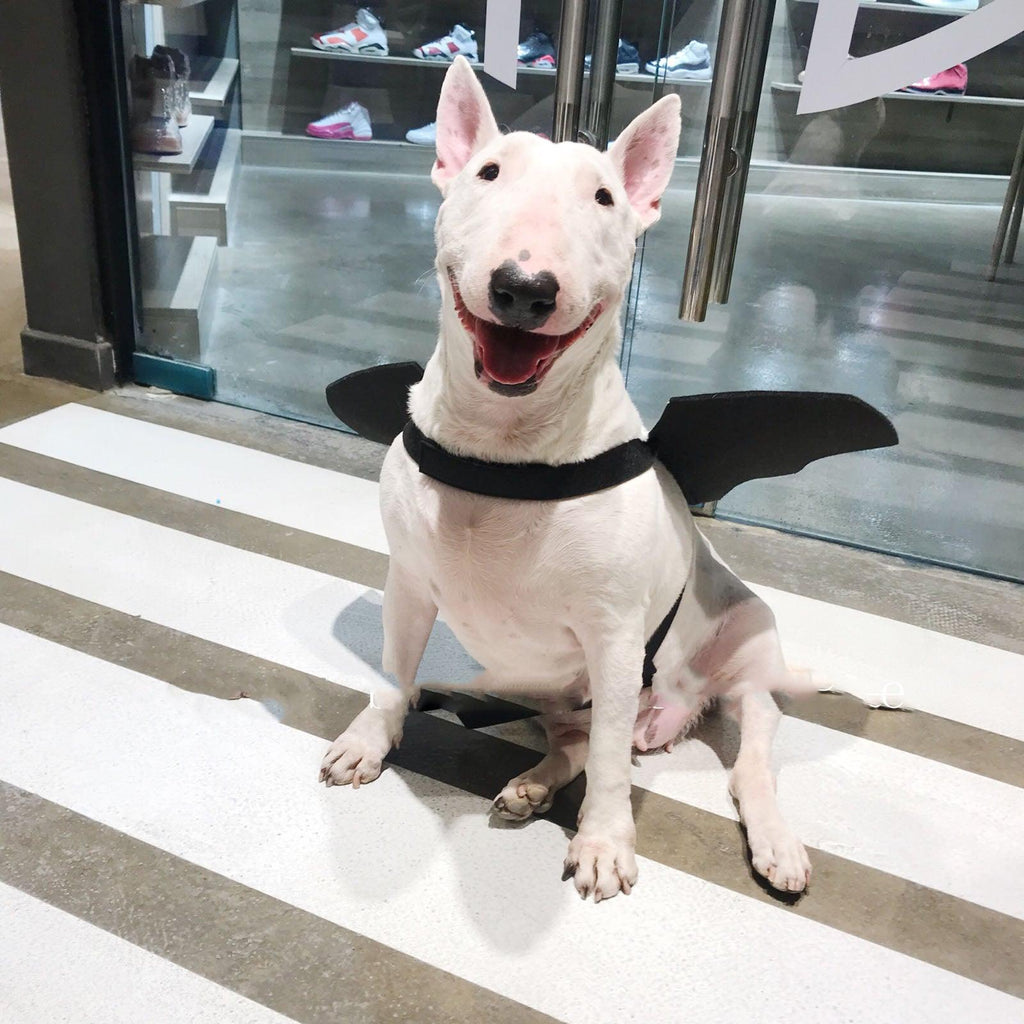 Pet Winged Canine Couture